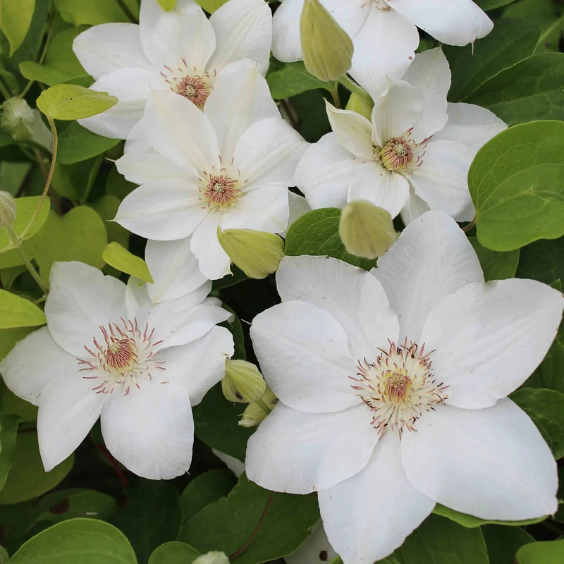 Clematis 'Georg'