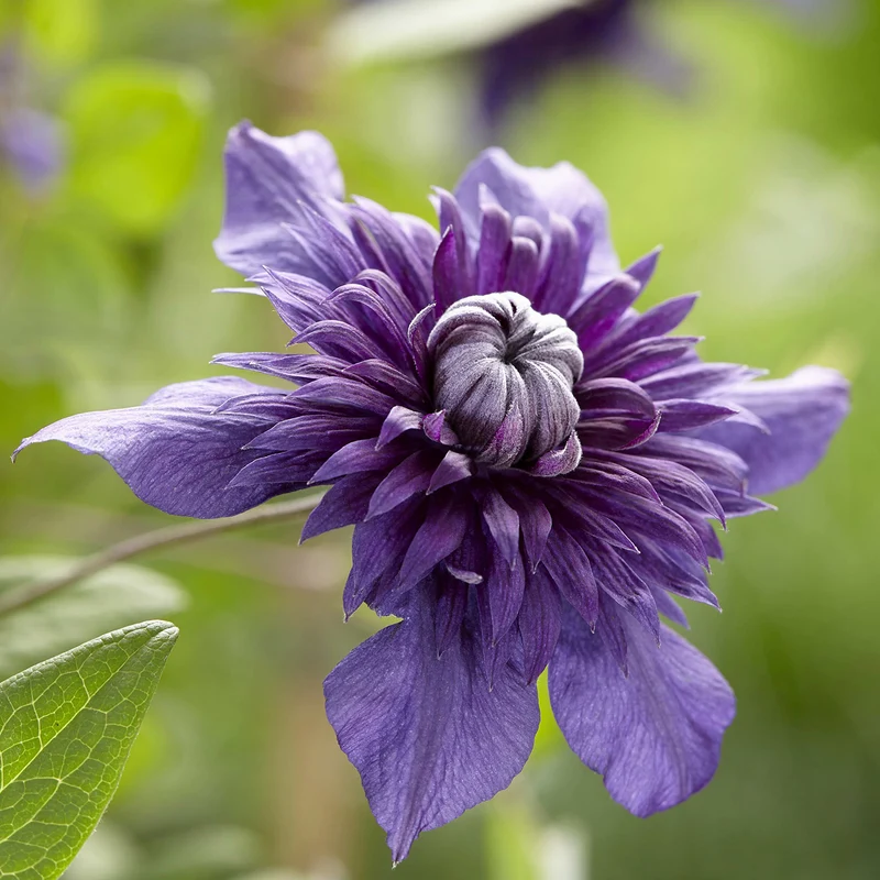 Clematis 'Kokonoe'®