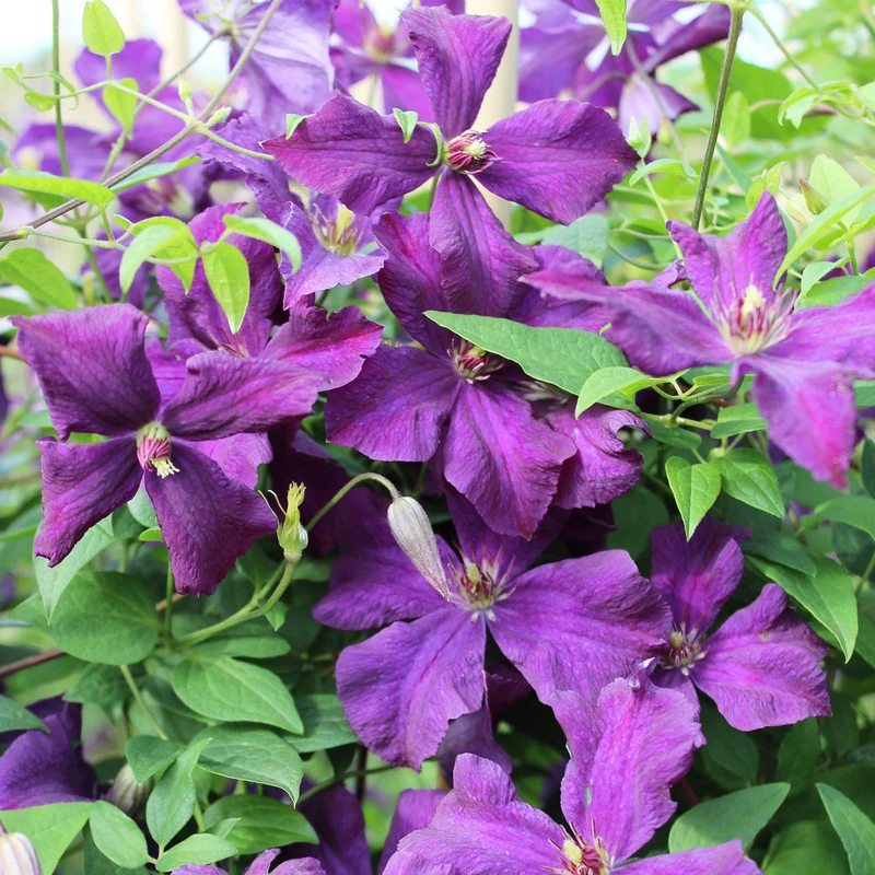Clematis 'Jackmanii'