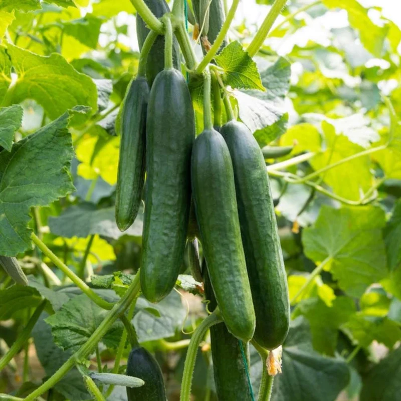 Long Green Improved Cucumber Seeds