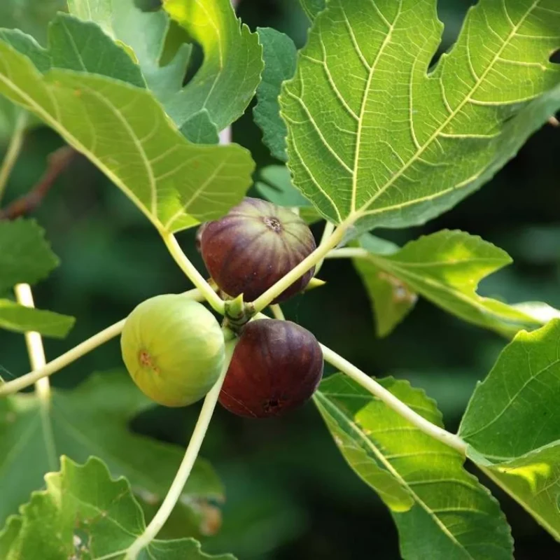 Common Edible Fig Fruit Seeds