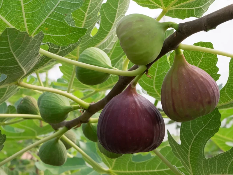 Common Edible Fig Fruit Seeds