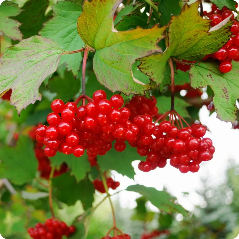 Perennial American Cranberry Fruit Seeds