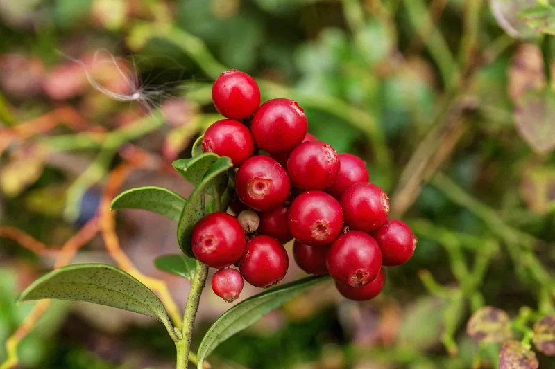Perennial American Cranberry Fruit Seeds