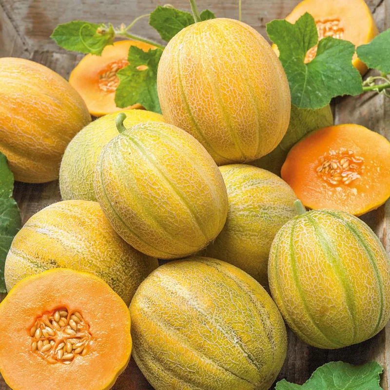 Minnesota Midget Cantaloupe Seeds
