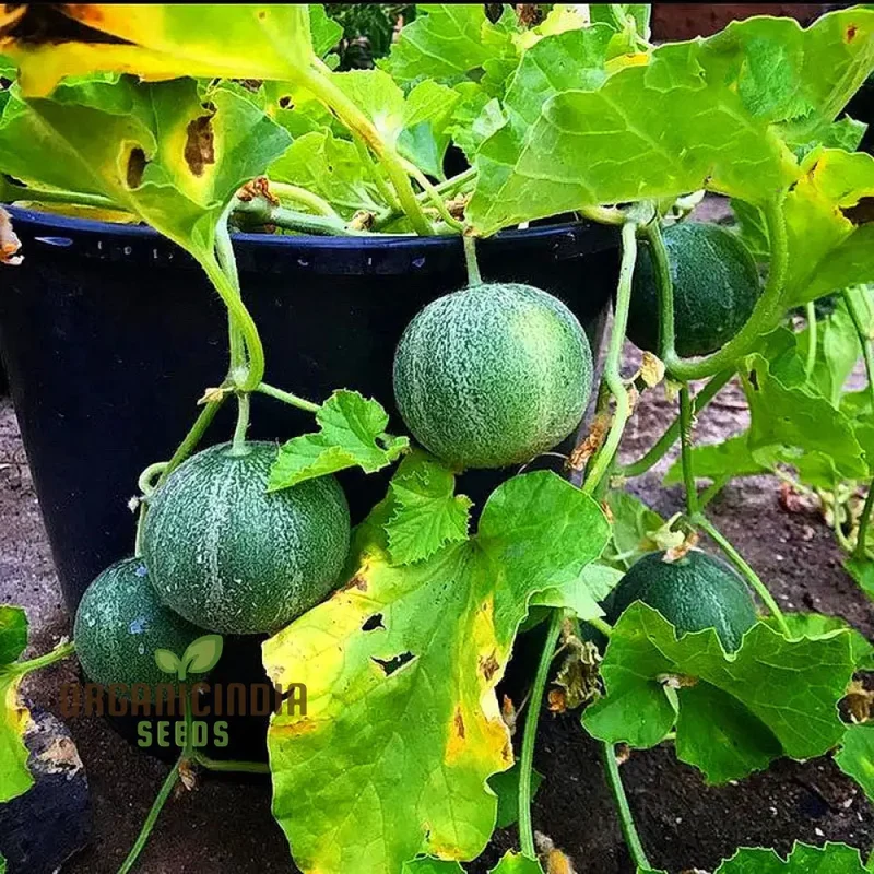 Minnesota Midget Cantaloupe Seeds