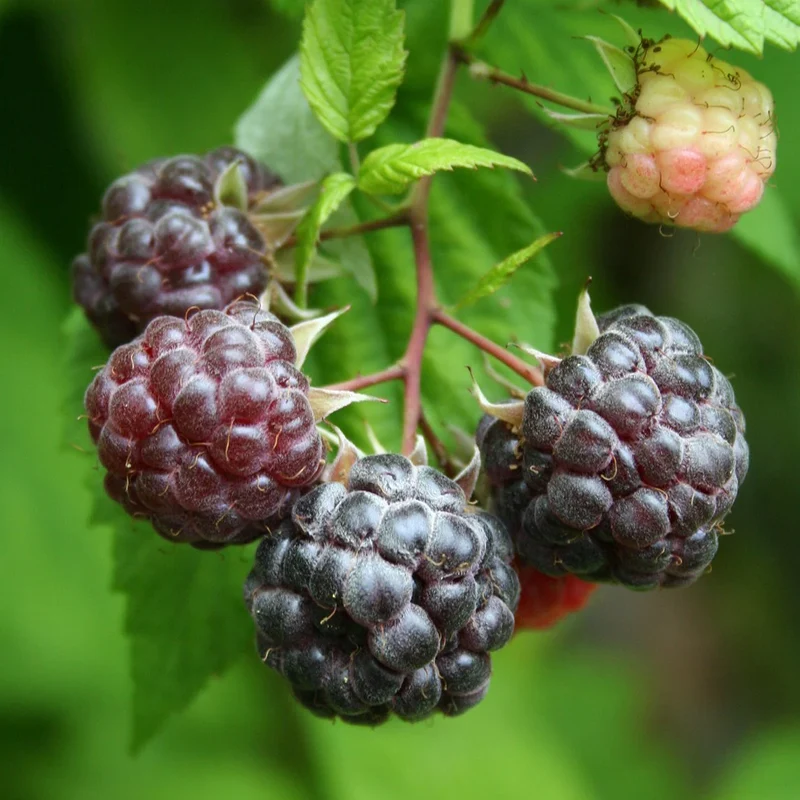 Purple Flowering Raspberry Fruit Seeds