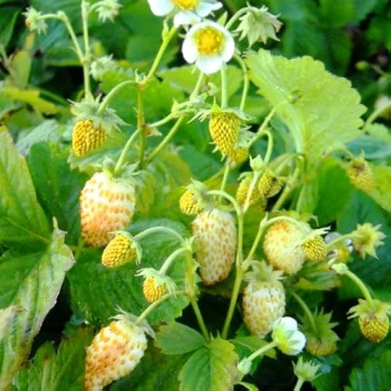 Yellow Wonder Strawberry Seeds