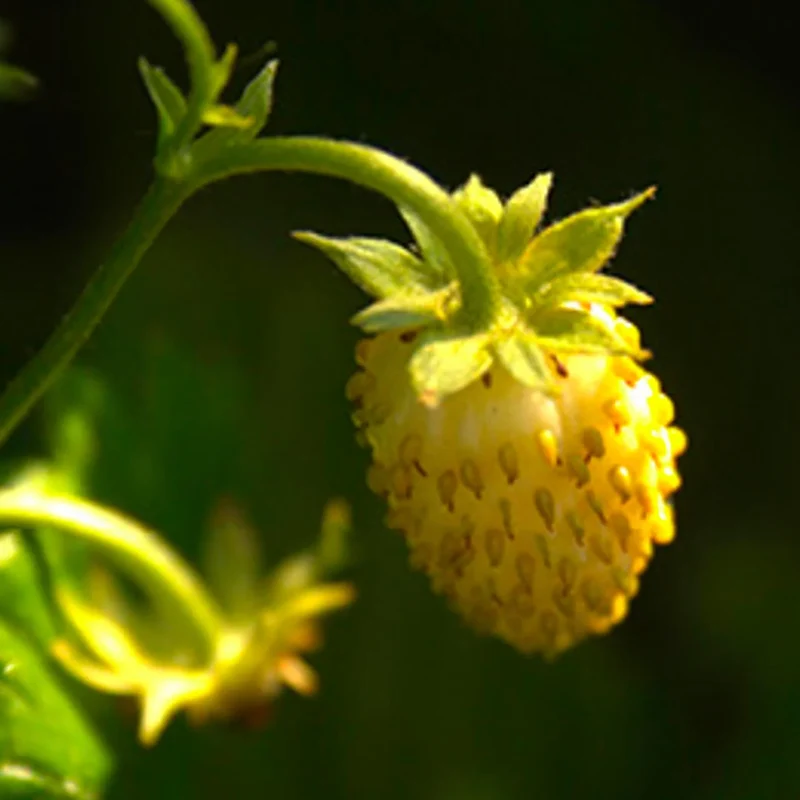 Yellow Wonder Strawberry Seeds