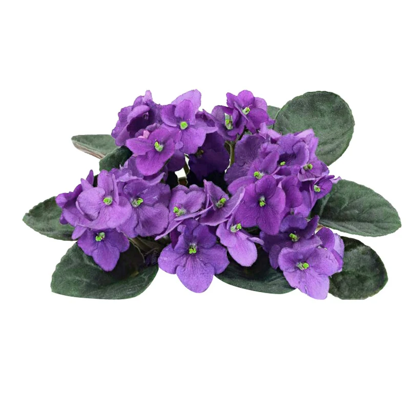 Mini African Violet Seeds for Indoor & Outdoor Planting - Easy-to-Grow, Vibrant Blooms