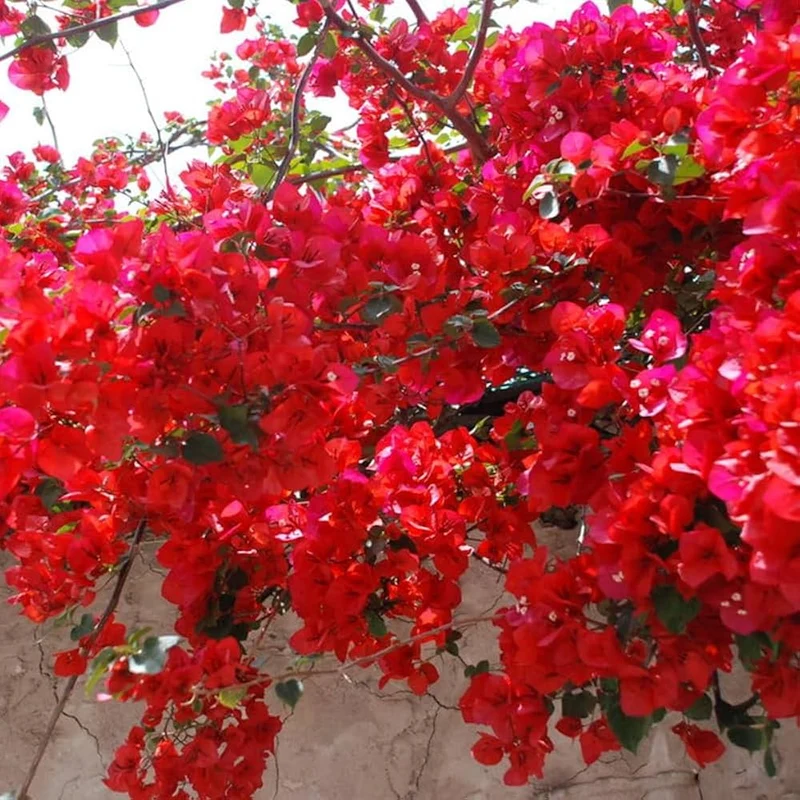 Red Bougainvillea Flower Seeds for Planting - Grow Vibrant, Colorful Blooms in Your Garden