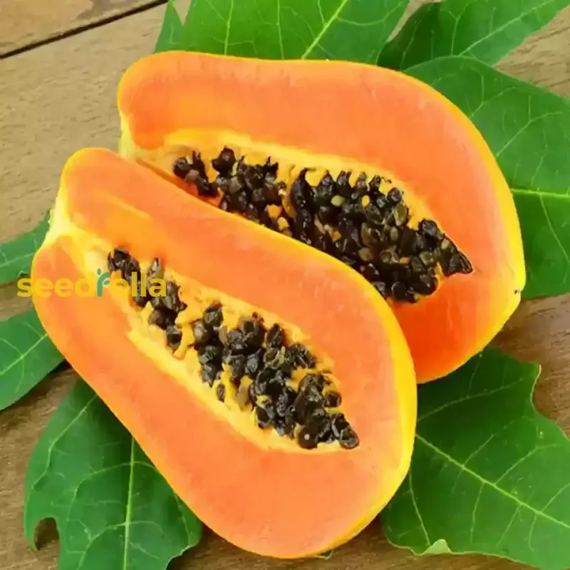 Dwarf Cylindrical Papaya Seeds for Easy Planting - Grow Sweet, Delicious Papayas at Home