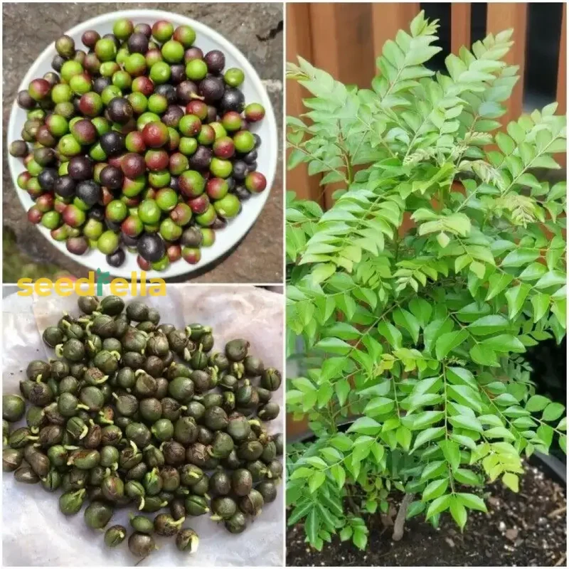 Curry Leaf Vegetable Seeds (Murraya Koenigii) – Grow Fresh Aromatic Leaves for Flavorful Home Cooking