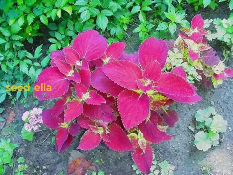 Coleus Jazz Velvet Flower Seeds for Vibrant Planting - Brighten Your Garden with Stunning Colors