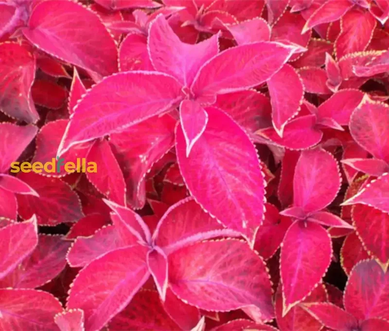 Coleus Jazz Velvet Flower Seeds for Vibrant Planting - Brighten Your Garden with Stunning Colors