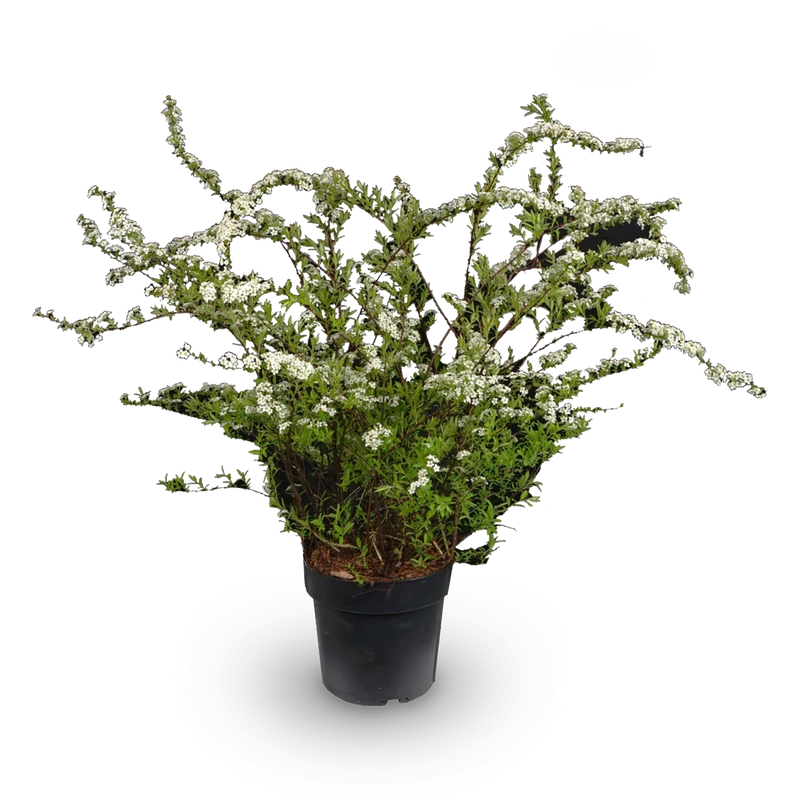 Japanische Strauchspiere 'Snowmound'