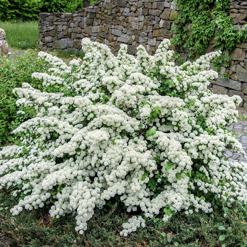 Japanische Strauchspiere 'Snowmound'