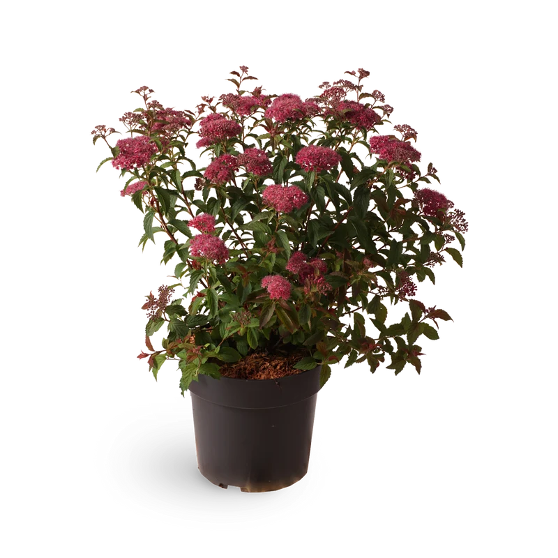 Sommerspiere 'Superstar'®