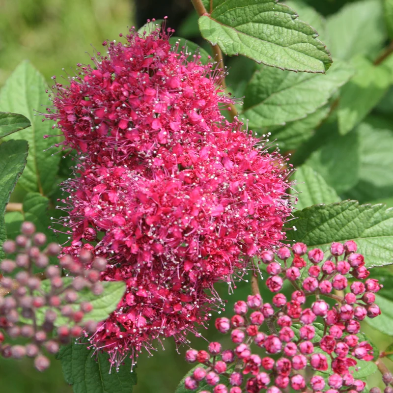 Sommerspiere 'Superstar'®