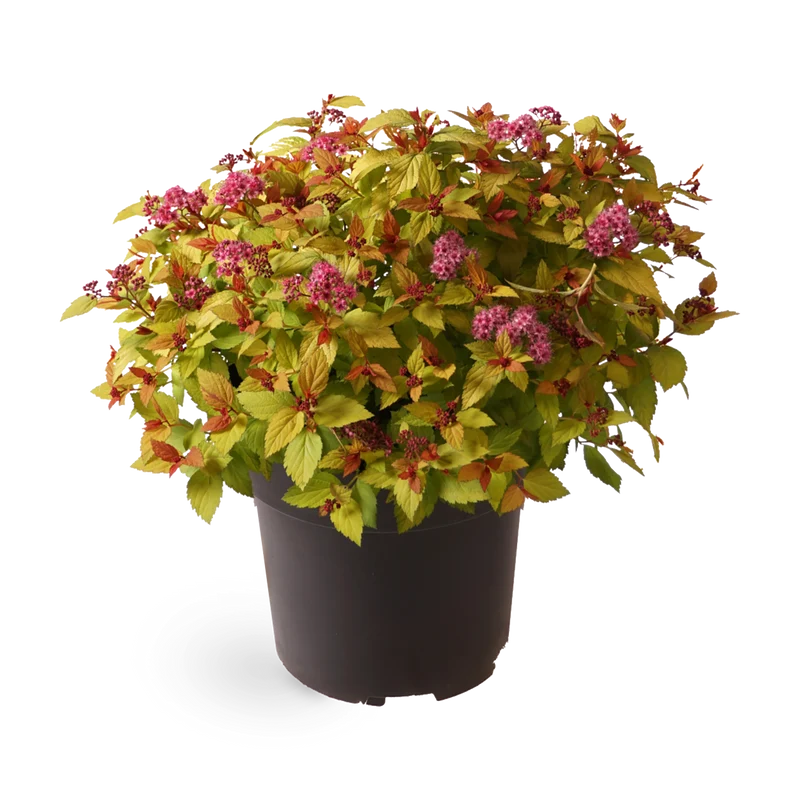 Sommerspiere 'Magic Carpet'®