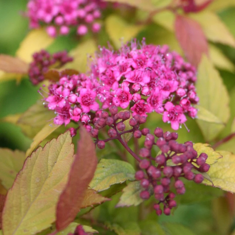 Sommerspiere 'Magic Carpet'®