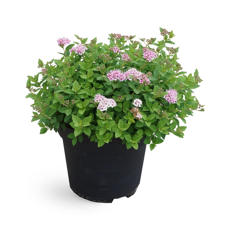 Rosa Zwergspiere 'Little Princess'