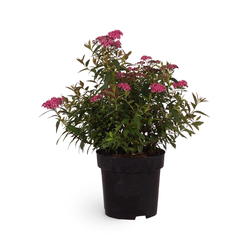 Rote Sommerspiere 'Anthony Waterer'