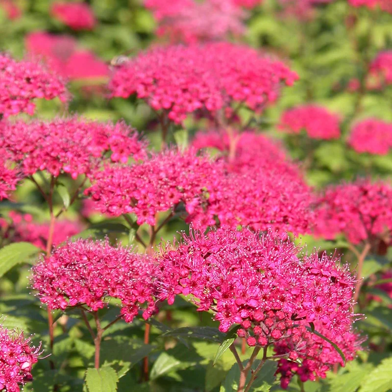 Rote Sommerspiere 'Anthony Waterer'