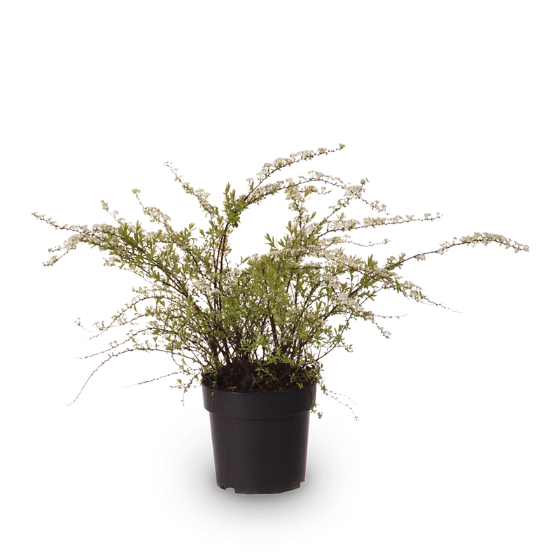 Weiße Rispenspiere 'Grefsheim'