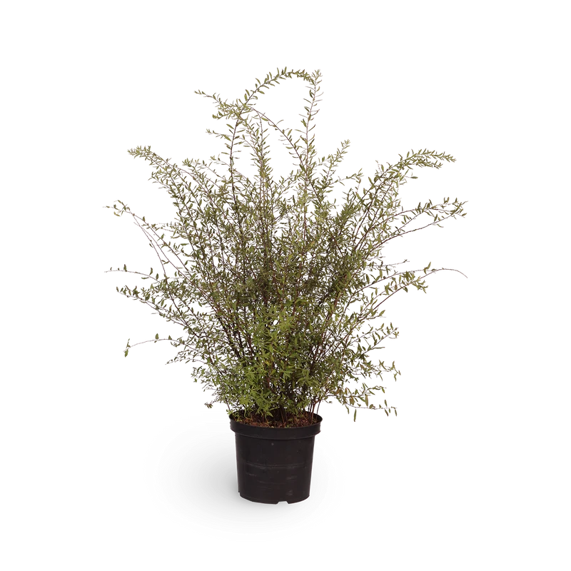 Weiße Rispenspiere 'Grefsheim'