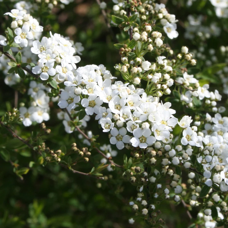 Weiße Rispenspiere 'Grefsheim'