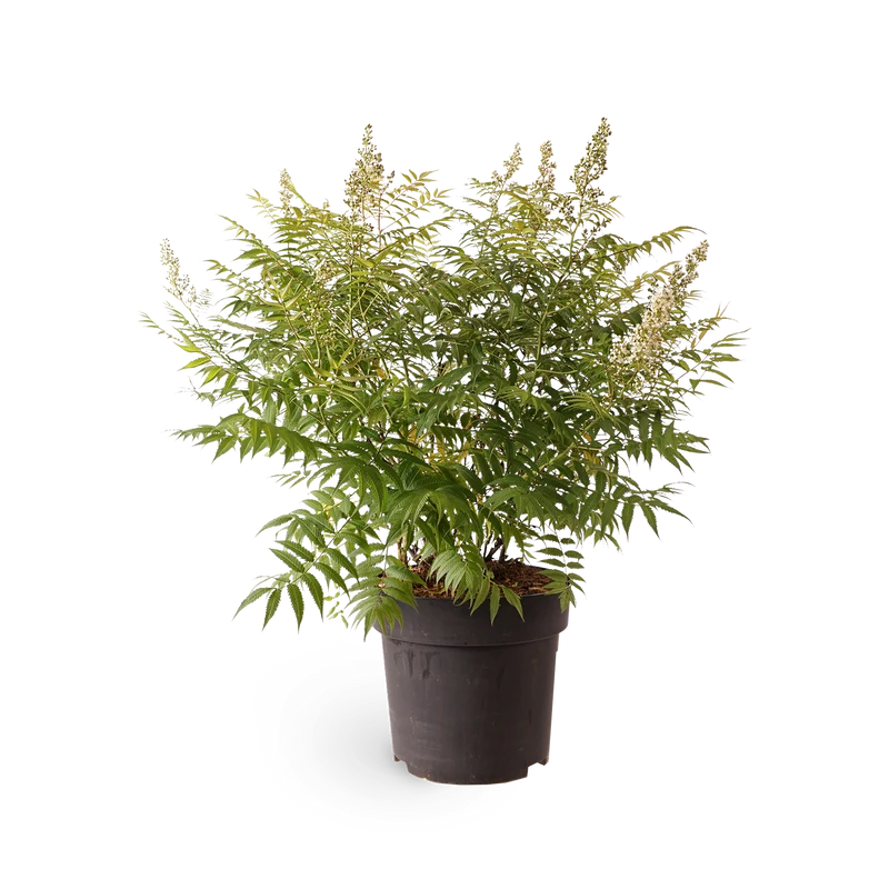 Niedrige Fiederspiere 'Sem'®