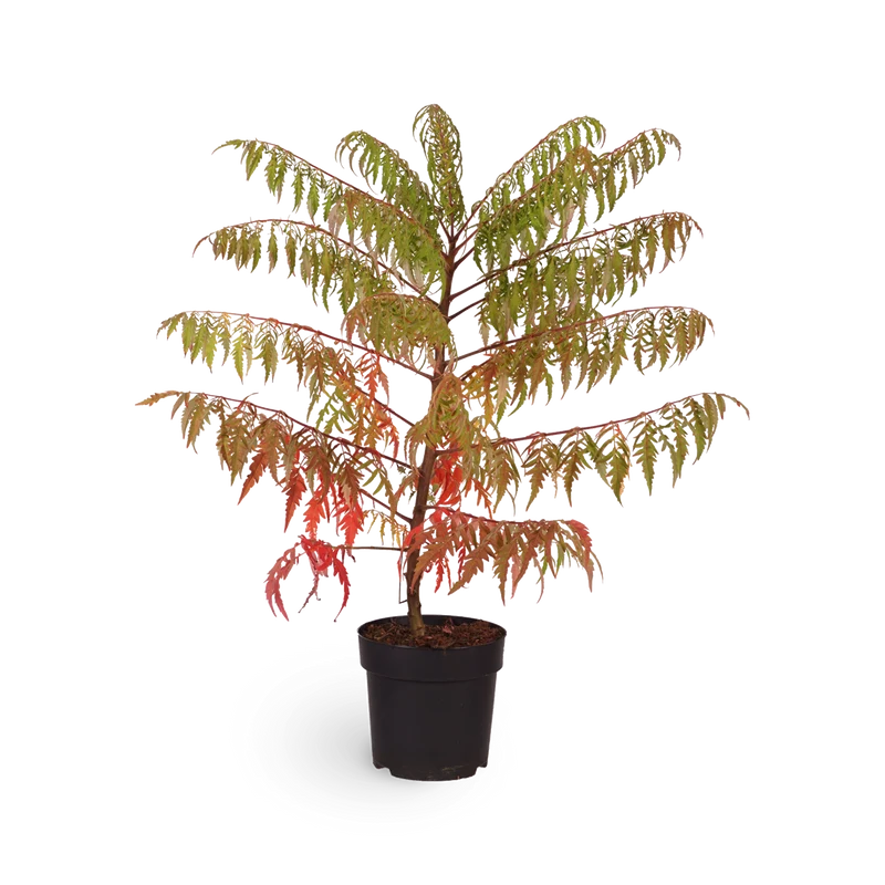 Essigbaum 'Tiger Eyes'®