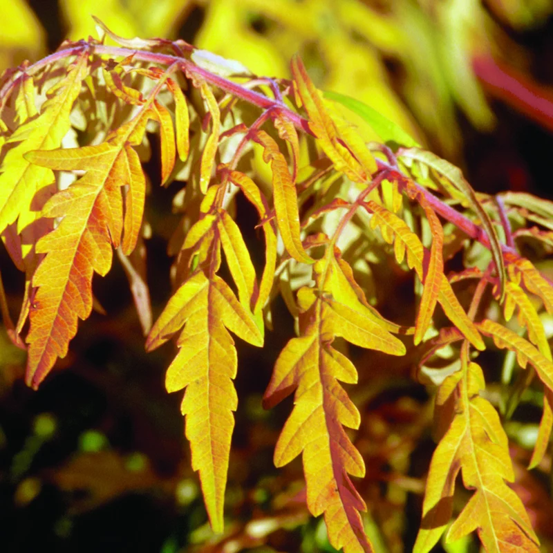 Essigbaum 'Tiger Eyes'®