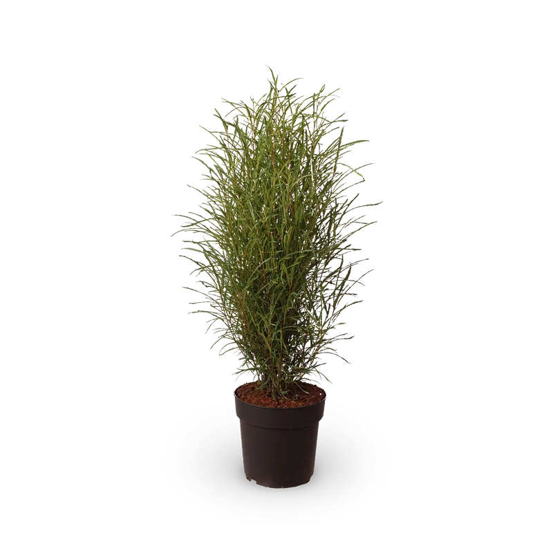 Farnblättriger Säulen-Faulbaum 'Fine Line'®