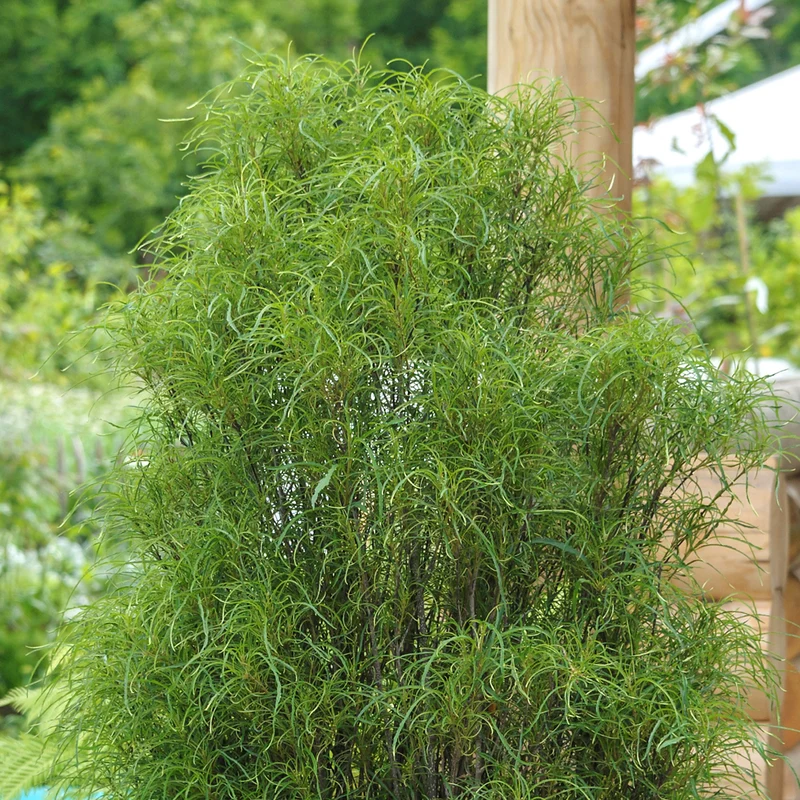 Farnblättriger Säulen-Faulbaum 'Fine Line'®