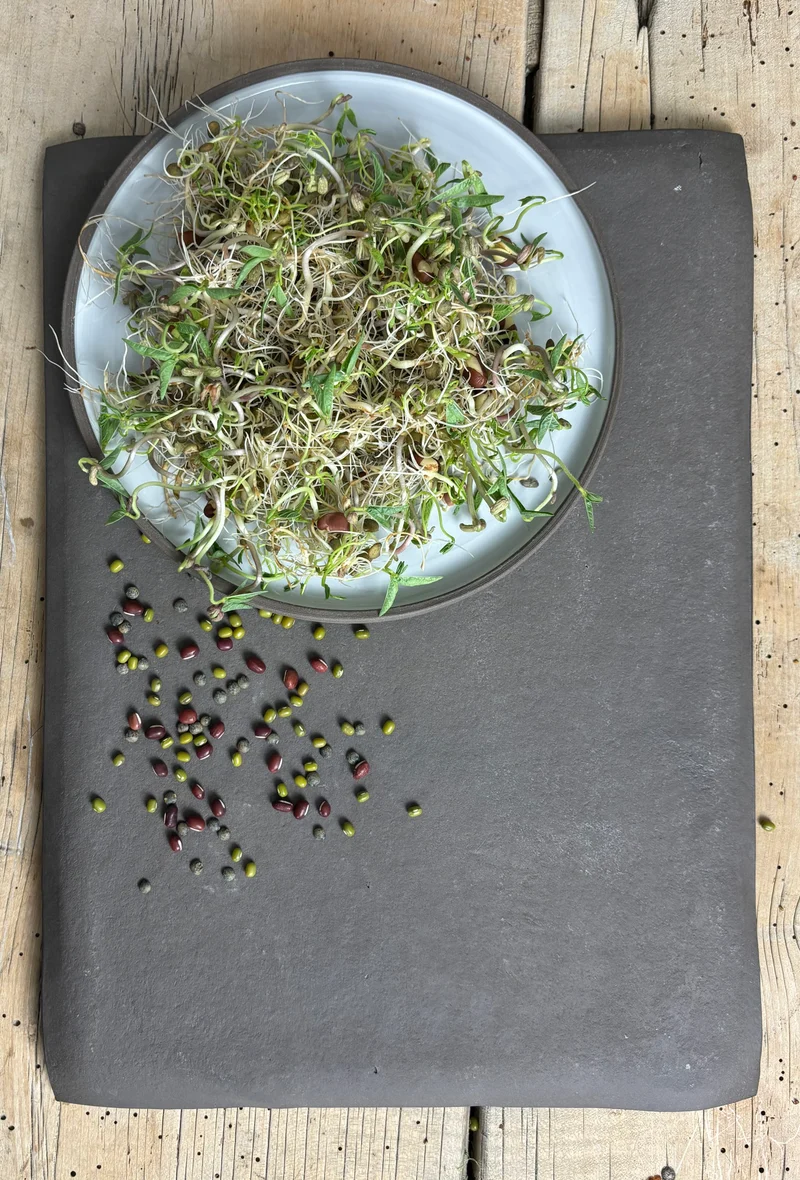 Bio-Sprossen Mix Mild-Aromatisch