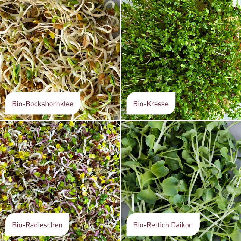 Bio-Sprossen Samen-Set Würzig-Scharf (4 x 40 g)