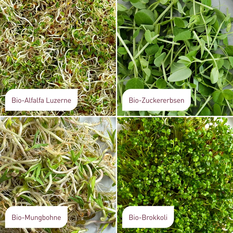 Bio-Sprossen Samen-Set Mild (4 x 40 g)