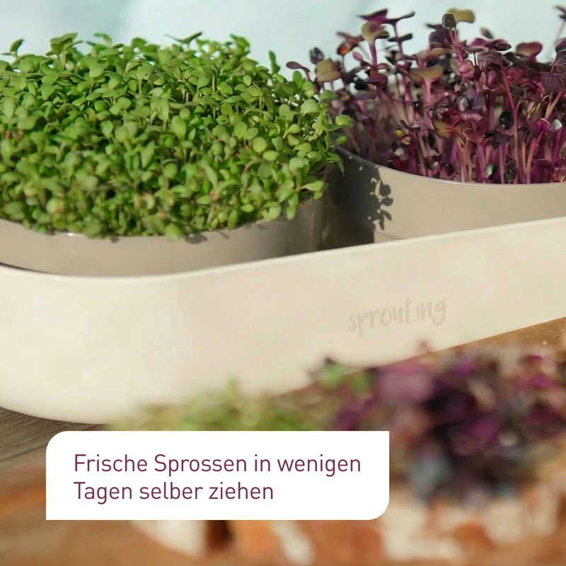 Bio-Sprossen Samen-Set Mild (4 x 40 g)