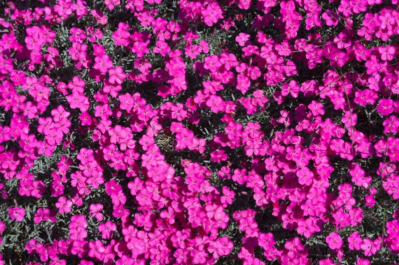 Nelke (Dianthus grat. 'Badenia')