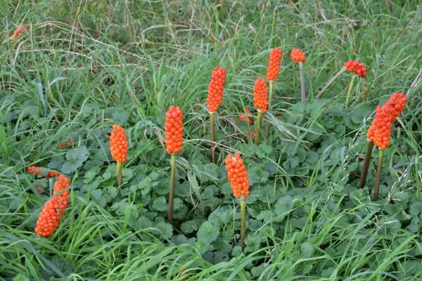Arum (Arum italicum)