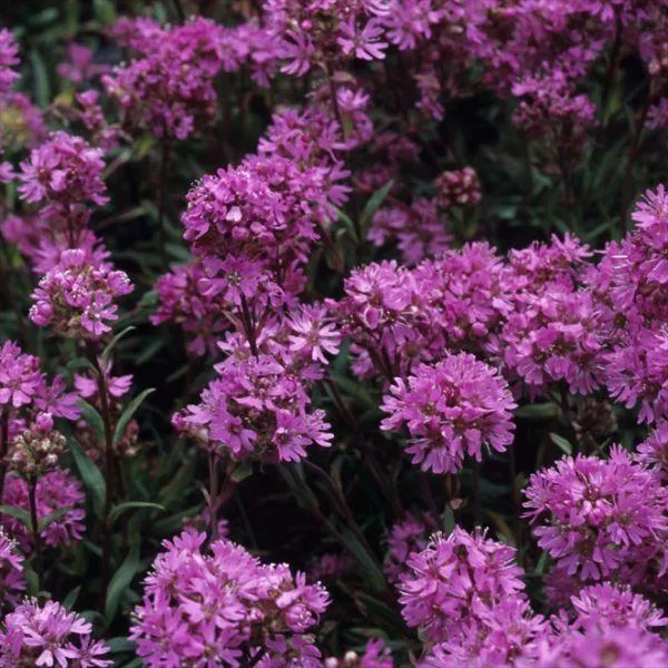 Alpenpekannusskirsche (Lychnis alpina)