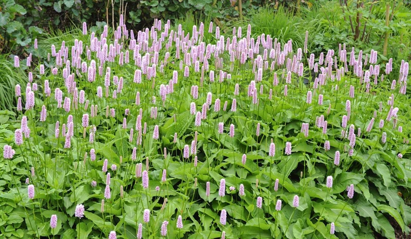 Kreuzotter (Persicaria bistorta 'Superba')