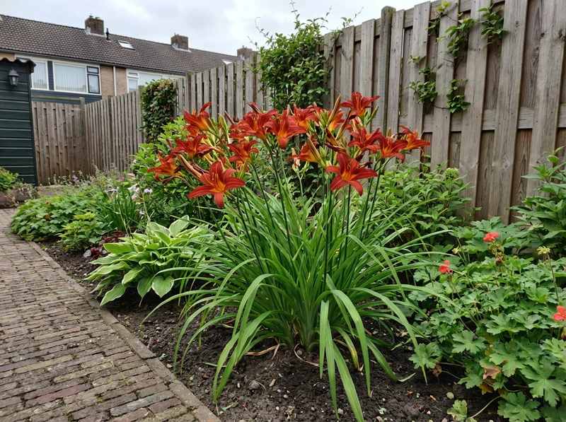 Taglilie (Hemerocallis 'Sammy Russell')