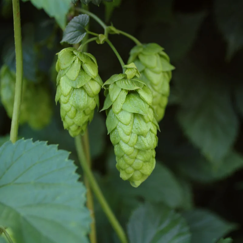 Hopfen 'Hersbrucker'