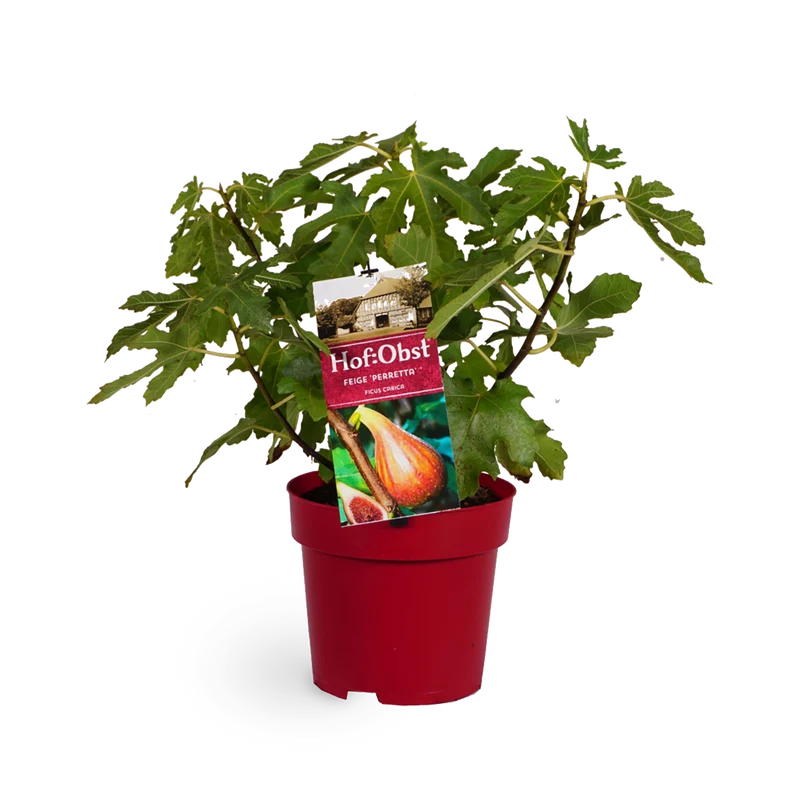 Feigenbaum 'Perretta'®