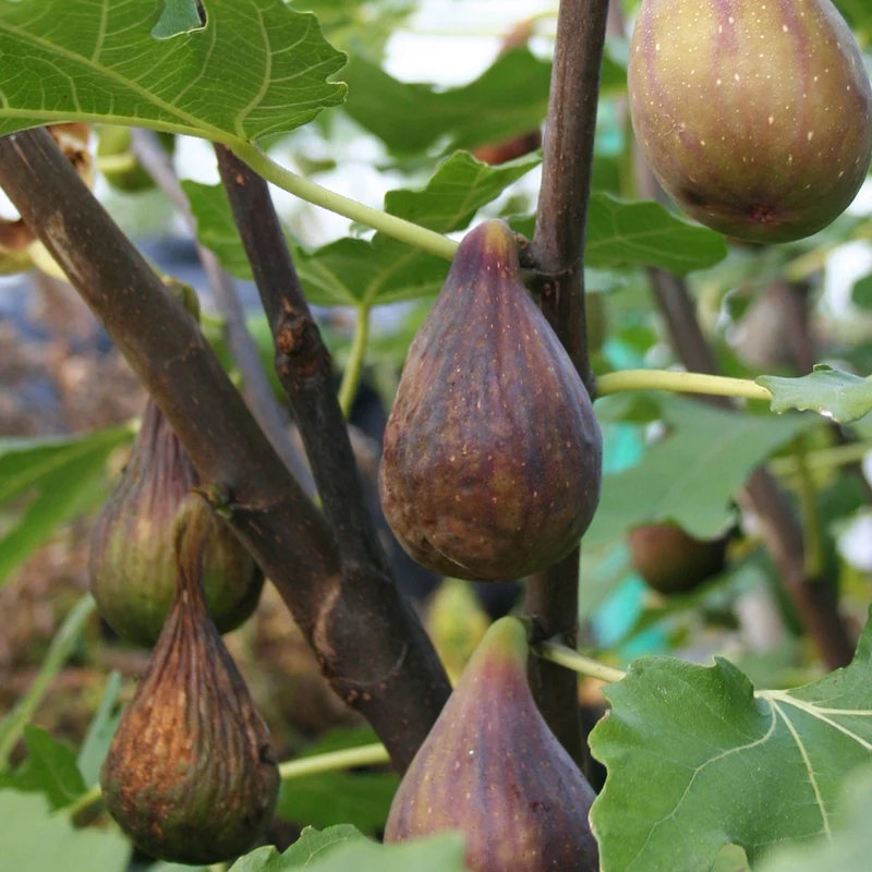 Feigenbaum 'Perretta'®