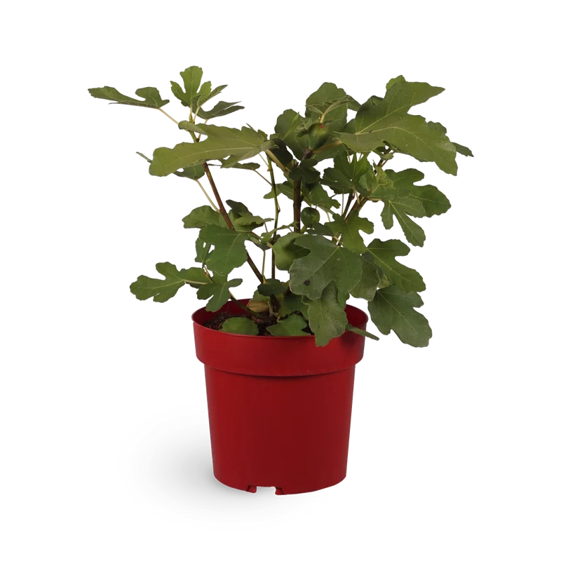 Feigenbaum 'Morena'®