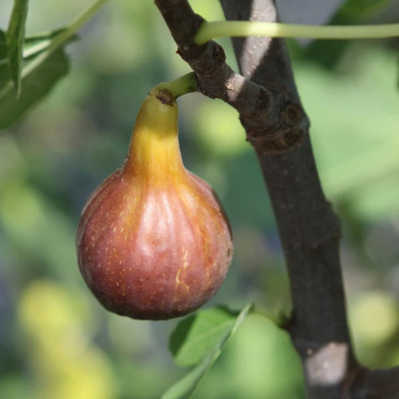Feigenbaum 'Morena'®